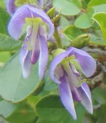 Image result for Galactia