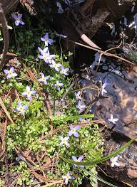 Image result for Cliffortia serpyllifolia