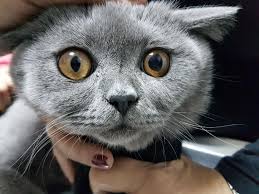 Klinigimize Getirilen Kedi Ve Kopeklerde Karsilasilan Konjunktiva Hastaliklarinin Tani Ve Sagaltimi Uzerine Calismalar Pdf Free Download