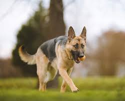 Puppies german shepherd for sale. German Shepherd Price How Much Is A Purebred German Shepherd