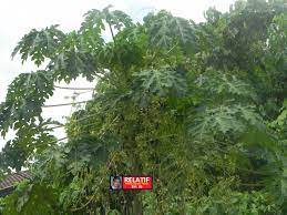 Check spelling or type a new query. Relatif Siri 05 Penawar Dari Daun Betik