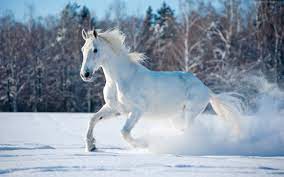 Cute Winter Animals Wallpapers - Wallpaper Cave