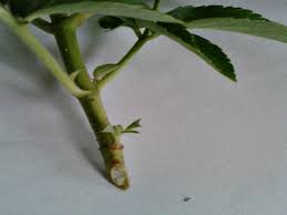 This is a step by step picture tutorial for grafting fruit trees. How To Grow From Cuttings Mike S Backyard Nursery