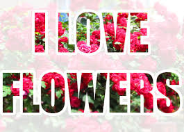 A flower and love quotes pairing sense. I Love Flowers Colorfully Images