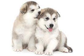 Check spelling or type a new query. Alaskan Malamute Dog Breed Information