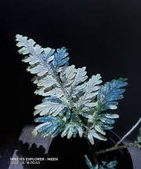 Image result for Phyllanthus microdendron