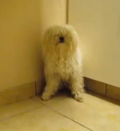 Terrified dog set to be put down: Just watch the incredible reaction when she  realizes she's saved.. See in comments 💔👇🏻