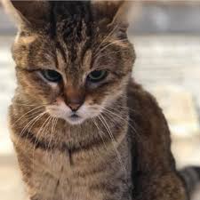 Gli The Hagia Sophia Cat Hagiasophiacat Instagram Posts Videos Stories On Picoji Com I Have Serious Moods Aswel Cats Cats Of Instagram Hagia Sophia
