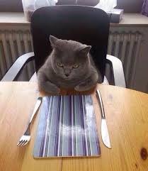 Cat Sitting In Chair At Table Funny Funny Animals Animal Memes Funny Animal Pictures