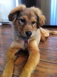 Pin By Iris Heidenfelder On Stella The Rescue Dog Cute Dog Mixes German Shepard Puppies Golden Retriever German Shepherd