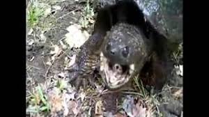 Trionyx triunguis is a giant soft shell turtle that originates from africa thus the name african soft shell turtle , i've been to nahal. Evil Turtle Youtube