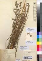 Image result for Eragrostis nindensis