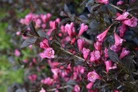 With the right care and trim, this type of weigela can give a dramatic look trimming for shrub is important to control the size with each growth. Shrubs Garden Plants Rhododendrons Blue Mountain Nurseries Tapanui