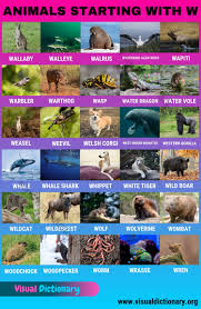 Animal names in combination with images is an excellent teaching method to learn. Animals That Start With W 30 Fascinating Animals Beginning With W Visual Dictionary