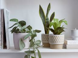 Summer & winter succulents are different. Winter Care Of Houseplants