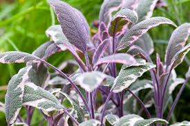 Image result for Salvia stenophylla