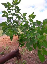 Image result for Linderniella gracilis