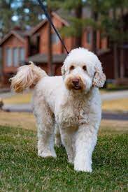 Australian labradoodle breeder puppies for vancouver bc. Australian Labradoodle Puppies For Sale Spokane Wa Solid Parti Colors Blue Star Labradoodles