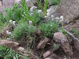 Image result for Culcasia falcifolia