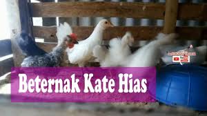 We did not find results for: Potensi Menarik Ternak Ayam Kate By Peternakan Blorok