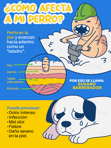 Cómo afecta el gusano barrenador a un perro