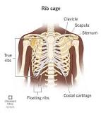 Rib Cage (Thoracic Cage): What It Is, Anatomy & Function