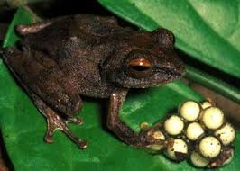 Philautus Leitensis Poison Frog Frog Tree Frogs