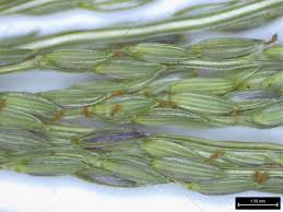 Image result for Digitaria velutina