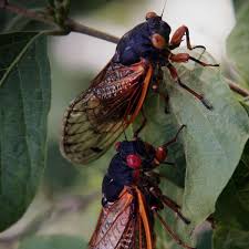 Die ursache für all das zwitschern sei die älteste der natur, sagte hughes. Ein Kurzes Aber Lautes Spektakel Panorama