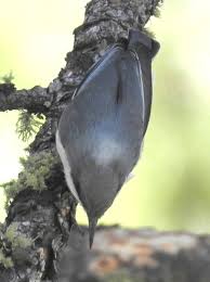 Image result for Pycnobotrya nitida