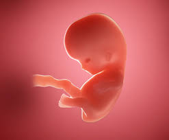 Sep 21, author of your pregnancy is requiring me back, i think they will have the scan? 8 Weeks Pregnant Your Baby You During Week 8 Of Pregnancy Emma S Diary