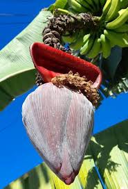 Image result for Musa acuminata