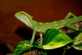 Image result for Bothriocline longipes