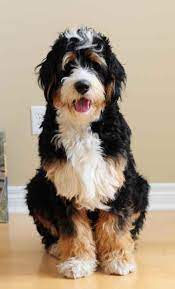 Here's a summary of the most important information you'll need to know if you're considering buying a bernedoodle. Bernedoodle Price How Much Do Bernedoodles Cost Bernese Love