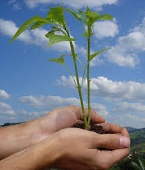 There are many ways that you can celebrate today, and you can use the celebration as a start to building more healthy, environmentally friendly habits. World Environment Day Wikipedia