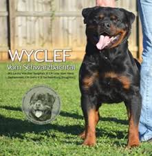 In the modern era, they are used for security and herding. German Rottweiler Puppies Puppy Dog For Sale Breeder Breeders Atlanta Ga