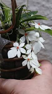 Image result for Aerangis verdickii