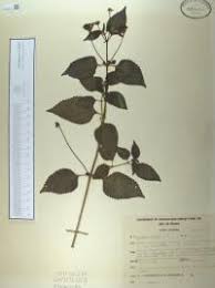 Image result for Lantana tiliifolia