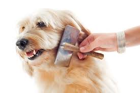 To brush your dog, start by using a rubber brush or curry comb in a circular motion all over your dog to loosen dead skin and dirt. How To Brush Your Dog S Hair
