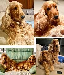 It's Dogs in Politics Day! 🐕 Let me introduce my dogs, Alfie and Betsy the  Airedales. Let's show our appreciation for our furry friends