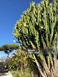 Image result for Euphorbia jubata