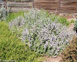 Image result for Salvia stenophylla