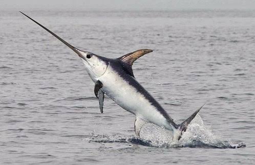 Görsel