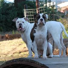 Hand raised miniature english bulldog puppies for sale to approved homes at times. American Bulldog Puppies Villa Fournier American Bulldogs