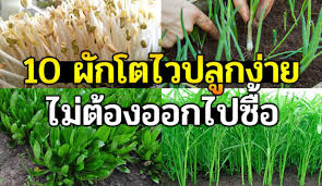บอกว ธ เพาะเมล ดพ ชผ กสวนคร ว 10 ชน ด ไม ต องออกจากบ าน ปล กง าย โตไว ส ขภาพด ด ถ วงอก ผ กบ ง แตงกวา