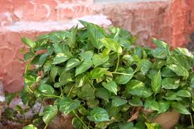 In the same vein people ask how do you root a broken piece of cactus? How To Make A Pothos Fuller With Minimal Effort The Practical Planter