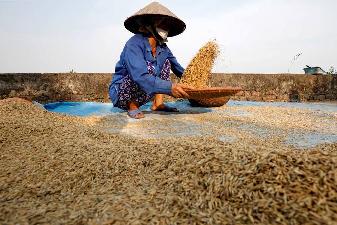 Vietnam food association official says no immediate plan to curb rice  exports | Reuters