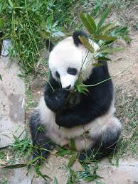 Pin Von Conny Auf Schule Lernen Nachtaktive Tiere Grosser Panda Panda