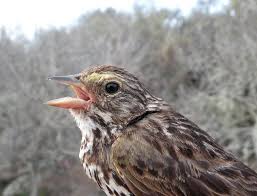 Image result for Vepris sansibarensis