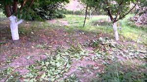 Finding red gold in a windfall cedar tree. TÄieri In Verde La Cais Youtube